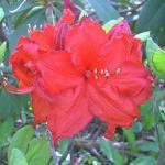 Kings Red