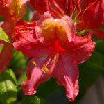 RhododendronxColMosby