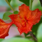 RhododendronxRobert E Lee