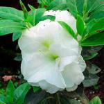 White Rosebud