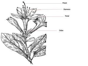 AZ flower parts