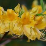 RhododendronxAdmiralSemmes