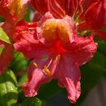 RhododendronxColMosby