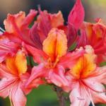 RhododendronxJeb Stuart